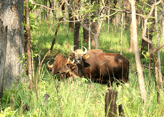 Gaur Bison at Chitwan National Park